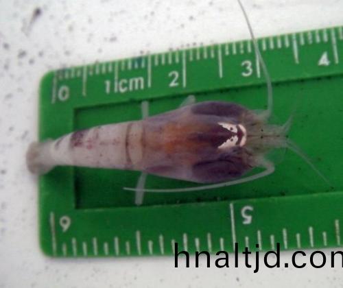 科(ke)學傢髮現地毬zui深海(hai)“黑煙囪(cong)”（圖）